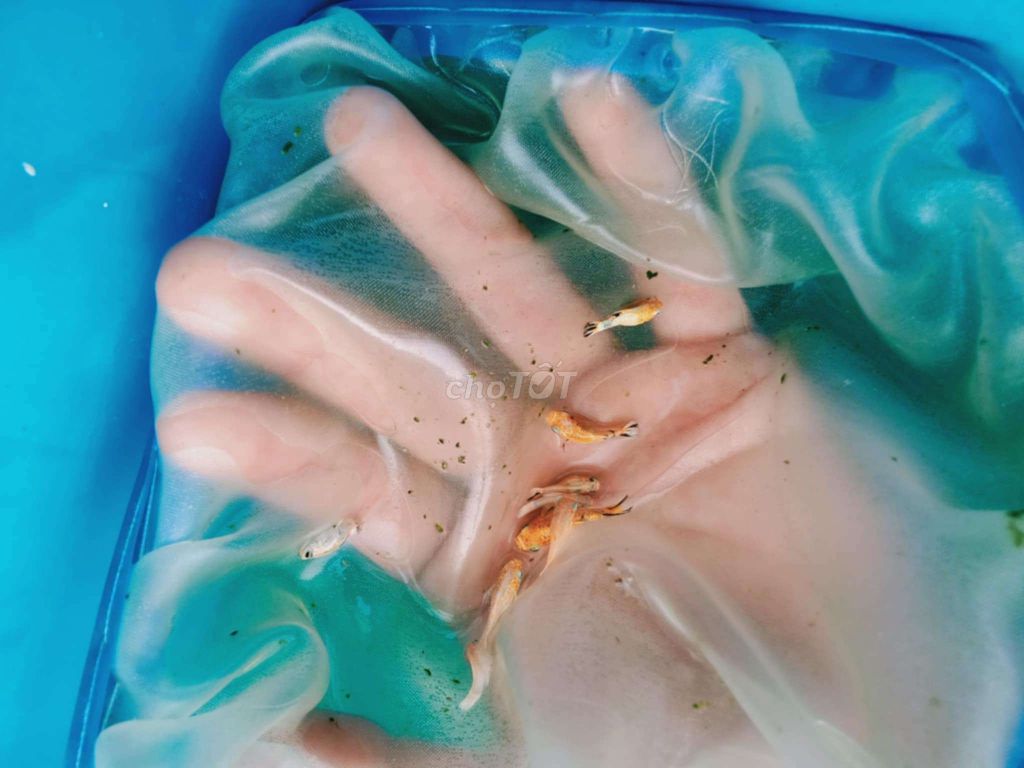 150k/hơn 50 molly gold. Mua bán Thú cưng khác tại Huyện Bình Chánh Tp Hồ Chí Minh được đăng bởi Nguyen Hoang  hình 4