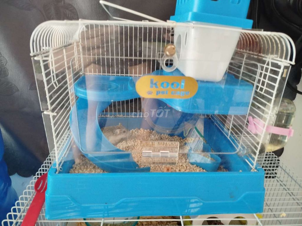 Combo hamster Robo + lồng mặt mica full phụ kiện