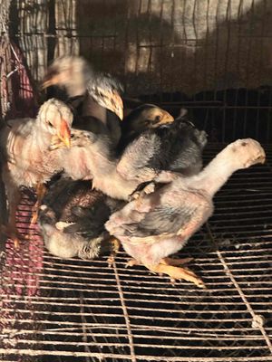 bán gà đòn. Mua bán Gà tại Thị xã Tân Uyên Bình Dương được đăng bởi Thanh Đại