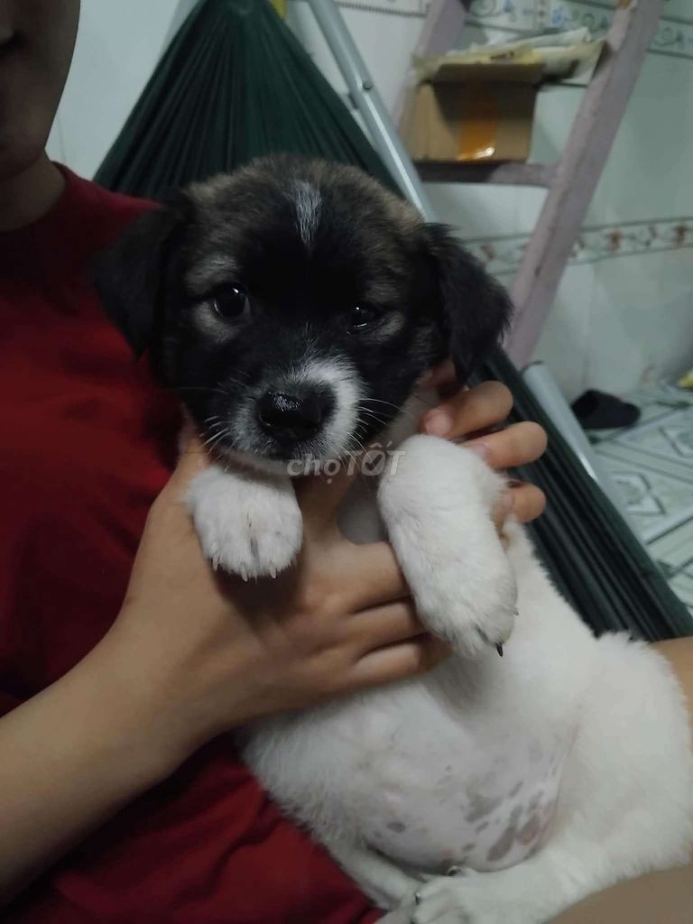 Chó cái Đen trắng. Mua bán Chó tại Thành phố Dĩ An Bình Dương được đăng bởi Phúc hình 1