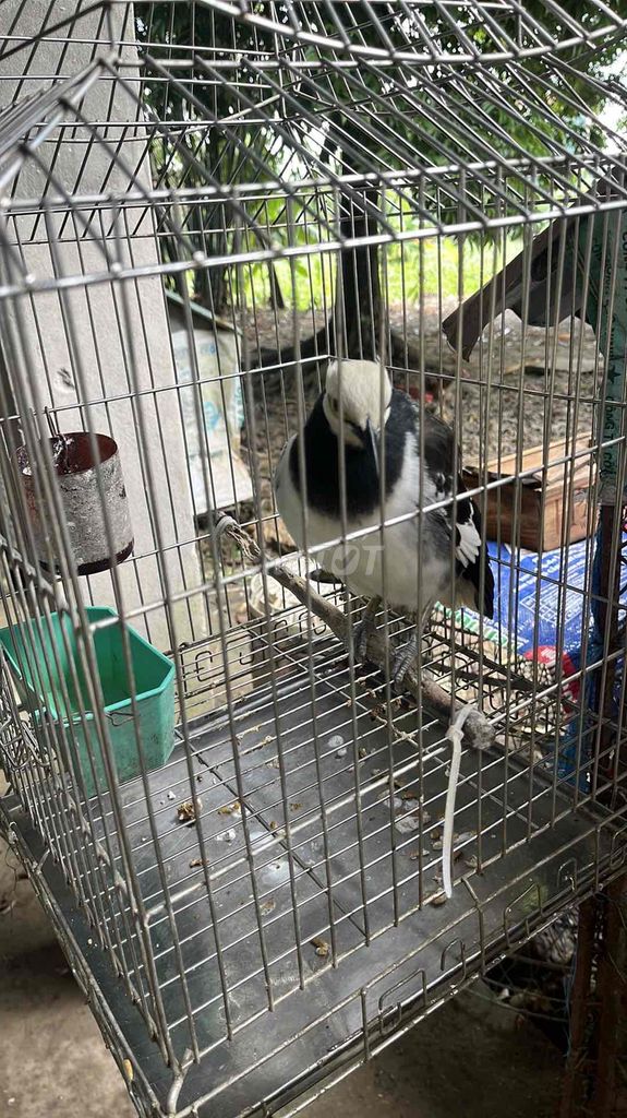 giống chim cà cưỡng chim đã nuôi được 1 năm rưỡi. Mua bán Chim tại Huyện Lương Tài Bắc Ninh được đăng bởi Phạm Gia Gia hình 3