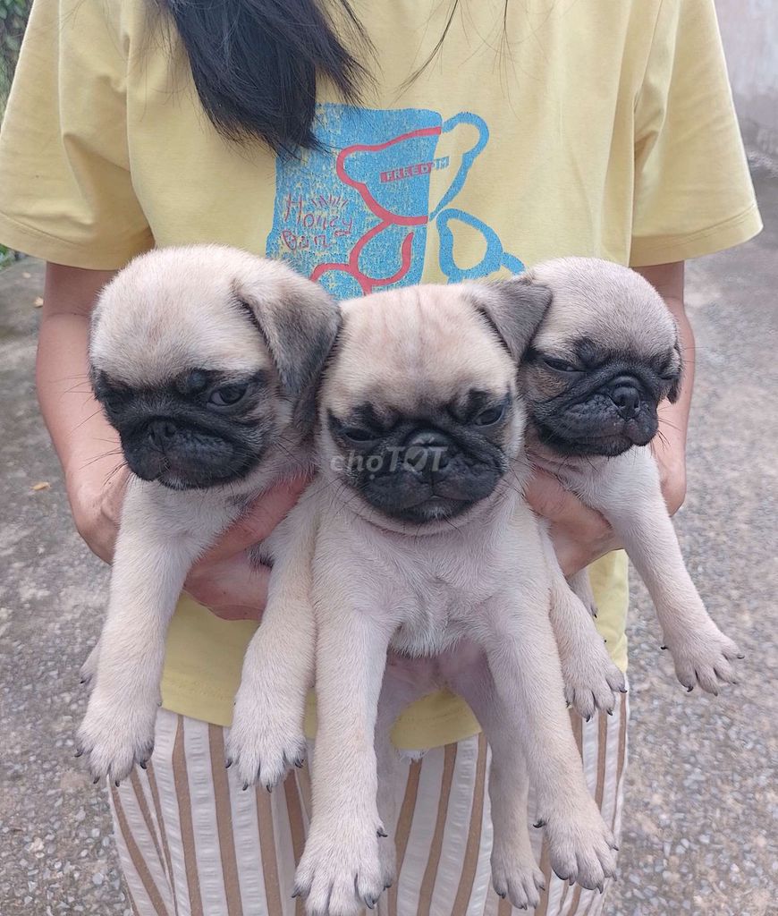 Các bé PUG tìm nhà mới. Mua bán Chó tại Thành phố Biên Hòa Đồng Nai được đăng bởi Trang hình 5
