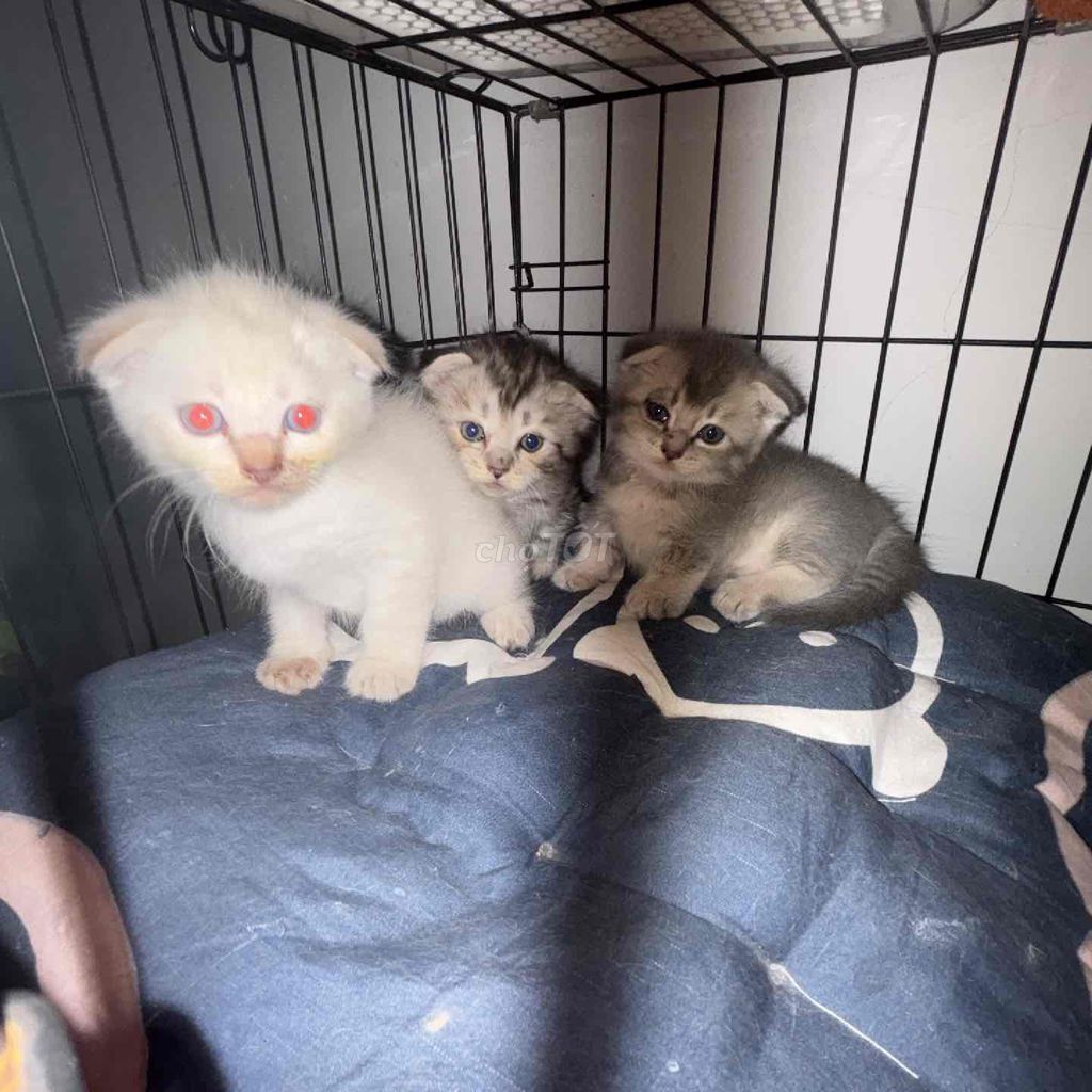 Mèo cảnh 4 tháng tuổi. Mua bán Mèo tại Quận 12 Tp Hồ Chí Minh được đăng bởi Ánh Hana hình 1