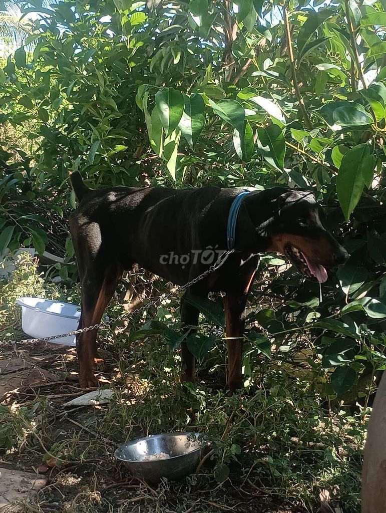 Chó doberman đực. Mua bán Chó tại Quận 6 Tp Hồ Chí Minh được đăng bởi Minh hình 3