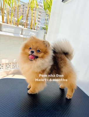 Chó Pomeranian đực 6 tháng