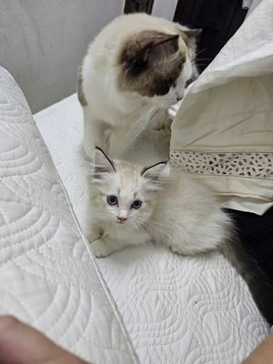 Mèo Ragdoll con màu trắng