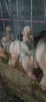 GÀ ĐÔNG TẢO CON. Mua bán Gà tại Huyện Bàu Bàng Bình Dương được đăng bởi THANH LONG