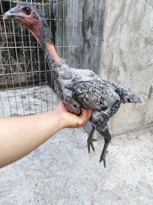 Gà đòn Mái Xám Tơ 12. Mua bán Gà tại Quận 1 Tp Hồ Chí Minh được đăng bởi Thạch