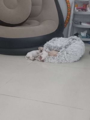 Cho teacup cha boodle lai mẹ phoc hươu. Mua bán Chó tại Huyện Đức Hòa Long An được đăng bởi Thu Le