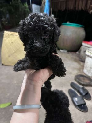 Chó Poodle