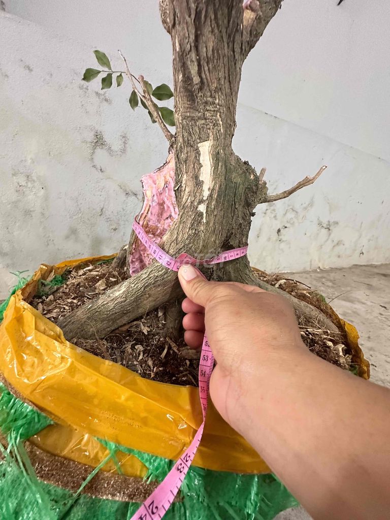 Cây cảnh Nguyệt quế. Mua bán Cây cảnh, đồ trang trí tại Huyện Phụng Hiệp Hậu Giang được đăng bởi Minhquan hình 1