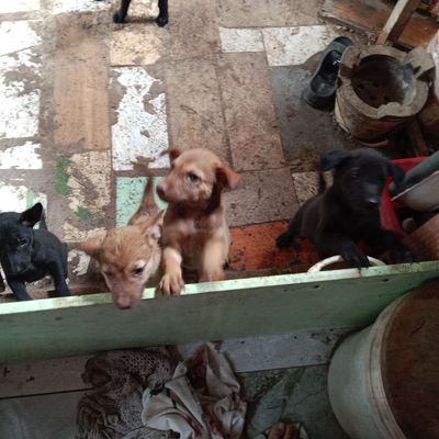 Chó con Nâu Đen đã xổ giun. giá 100k thôi ạ