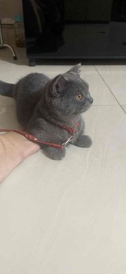 Mèo chân ngắn xám xanh
