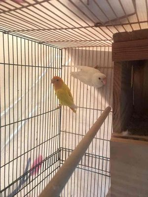 vẹt lovebird trống đầu đỏ thân vàng bao cồ. Mua bán Chim tại Thành phố Biên Hòa Đồng Nai được đăng bởi Nguyễn Phúc