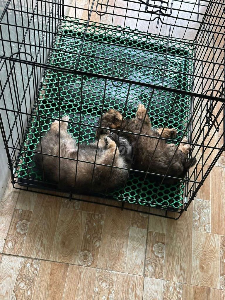 Chó Poodle Nâu đã tiêm phòng. Mua bán Chó tại Huyện An Minh Kiên Giang được đăng bởi Hà Quốc hình 1