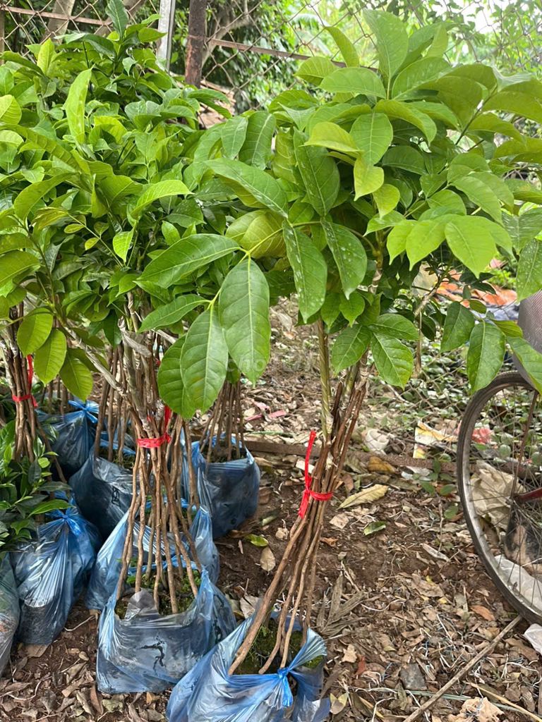 Cây giống Trám trắng . Mua bán Đồ chuyên dụng, Giống nuôi trồng tại Huyện Gia Lâm Hà Nội được đăng bởi Nhà vườn tuấn muôn  hình 1