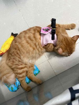 Mèo cái 8 tháng đủ 4 mũi và tất cả đồ dùng