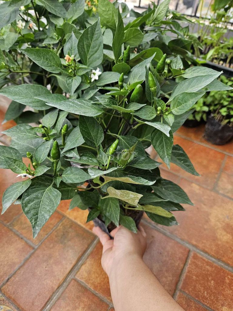 Cây ớt siêu cay nhiều hoa và quả non. Mua bán Cây cảnh, đồ trang trí tại Quận Đống Đa Hà Nội được đăng bởi Chu Bi hình 1