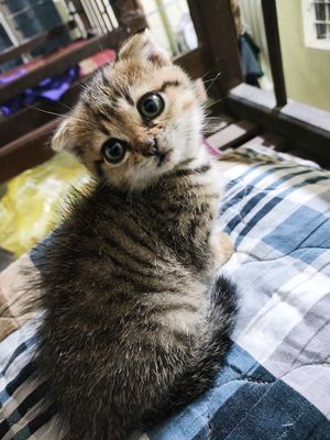 🌸 Mèo Con ALN Tabby Cưng Xỉu☺️ Giá Yêu Thương 💞. Mua bán Mèo tại Quận Ngũ Hành Sơn Đà Nẵng được đăng bởi nguyenphanhoai phuc