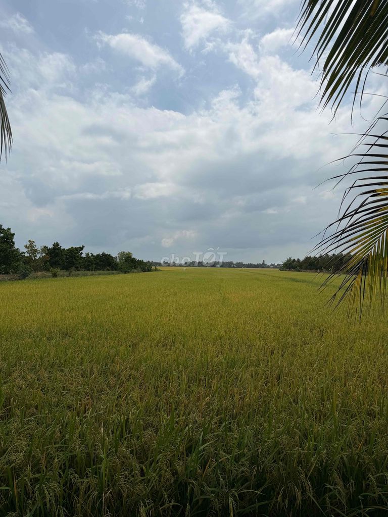 Bán 2 ha đất nông nghiệp có thể trồng sầu riêng