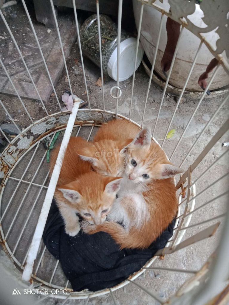 Mèo con vàng 2 cái 1 đực. Mua bán Mèo tại Quận Bình Thạnh Tp Hồ Chí Minh được đăng bởi Phuong Ngo Kim hình 1