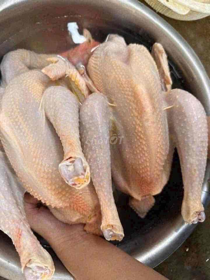 Gà tre đất mồng đỏ chân vàng. Mua bán Đồ ăn, thực phẩm và các loại khác tại Quận Bình Thạnh Tp Hồ Chí Minh được đăng bởi Nguyễn Trung Tuyến  hình 1