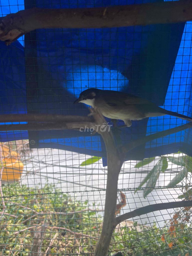Chim chào mào xanh trống. Mua bán Chim tại Quận Bình Tân Tp Hồ Chí Minh được đăng bởi Phương hình 1