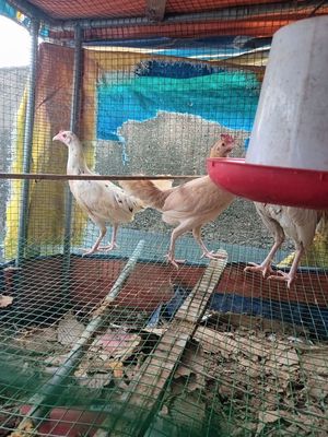 Trứng Gà tre siêu đá cựa bao lì cha 12x mẹ 8x .. Mua bán Gà tại Quận 1 Tp Hồ Chí Minh được đăng bởi Gà Tre Phở QN TPHCM