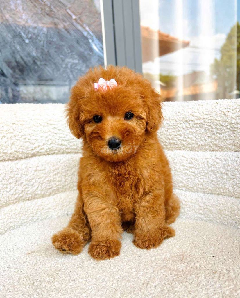 Chó Poodle cái thuần chủng. Mua bán Chó tại Thành phố Buôn Ma Thuột Đắk Lắk được đăng bởi Anh khoa hình 1