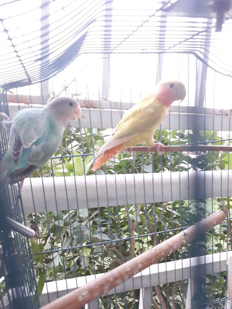 Cập chim lovebird ko viền