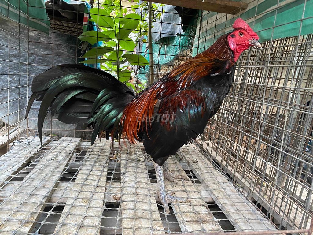 Gà Đen Đỏ Đực 3.6kg. Mua bán Gà tại Huyện Bình Chánh Tp Hồ Chí Minh được đăng bởi Gà tre Cần Giuộc hình 1