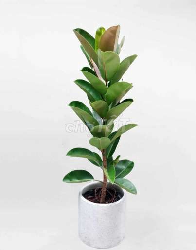 Cây đa bóp đỏ 💚, trưng phong thủy. Mua bán Cây cảnh, đồ trang trí tại Huyện Hóc Môn Tp Hồ Chí Minh được đăng bởi Quốc Đạt hình 1
