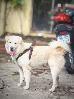 Chó Gấu Bắc Hà Đực Kem MũiHồng LưỡiĐốm Chuẩn Giống. Mua bán Chó tại Quận Gò Vấp Tp Hồ Chí Minh được đăng bởi Shop SH Và Chó Cộc Sài Gòn