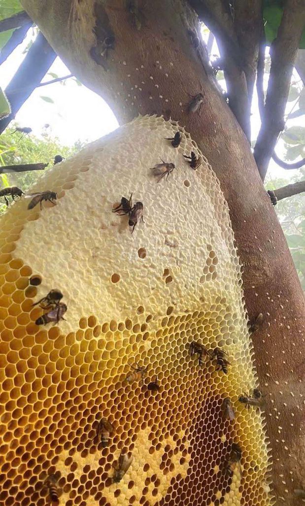 Mật ong rừng 1kg. Mua bán Đồ ăn, thực phẩm và các loại khác tại Thành phố Tam Điệp Ninh Bình được đăng bởi Hoàng Thương  hình 1