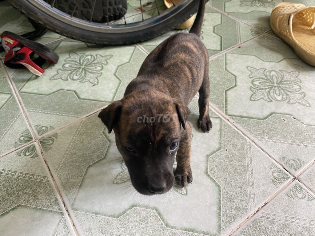 Bầy chó Phú quốc lai. Mua bán Chó tại Thành phố Tây Ninh Tây Ninh được đăng bởi Ánh Kim hình 3