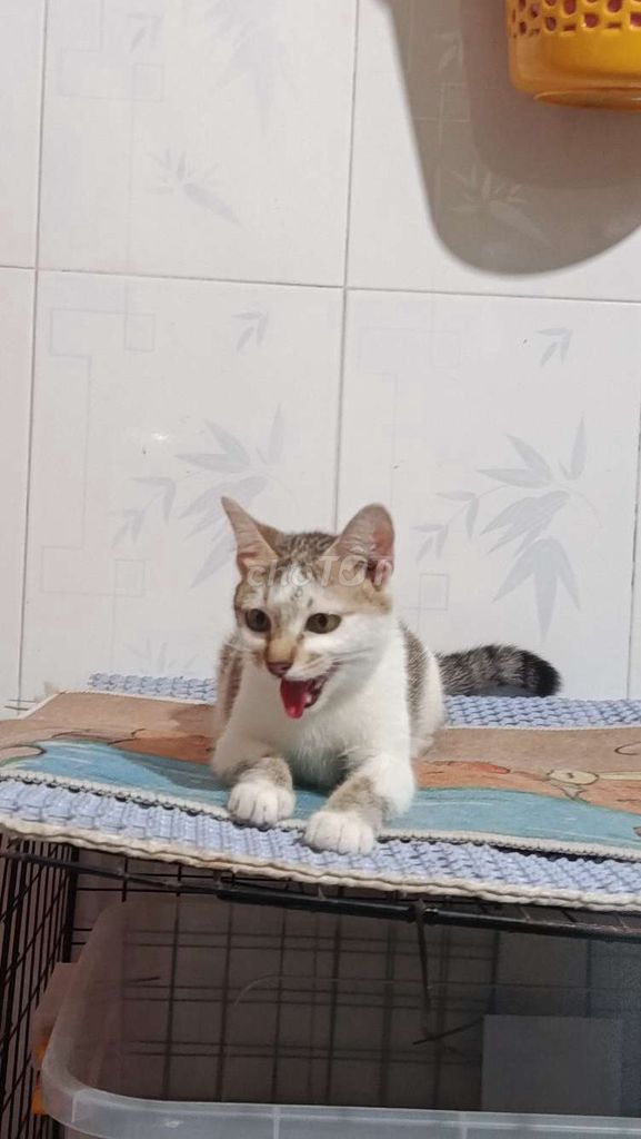 Tặng mèo có vía (có hoàn trả), mèo gái 1 tuổi . Mua bán Mèo tại Thành phố Thủ Đức Tp Hồ Chí Minh được đăng bởi Linh Nguyễn hình 1