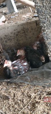 18 con gà siu mỹ. Mua bán Gà tại Thành phố Thủ Đức Tp Hồ Chí Minh được đăng bởi Văn Trường 