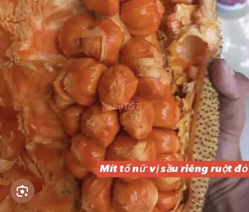 Cây giống Mít tố nữ sầu riêng ruột đỏ. Mua bán Đồ chuyên dụng, Giống nuôi trồng tại Huyện Cái Bè Tiền Giang được đăng bởi Võ Minh Luân hình 1
