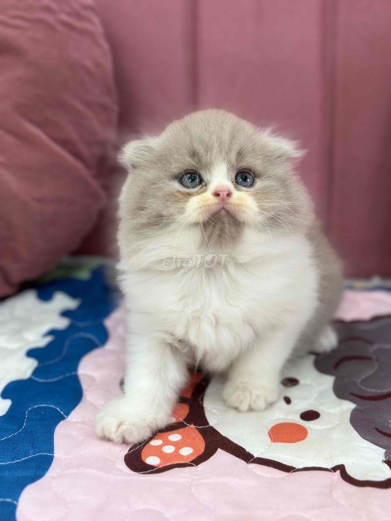 Mèo ALD BiLilac. Mua bán Mèo tại Quận Ninh Kiều Cần Thơ được đăng bởi Bu pets hình 1