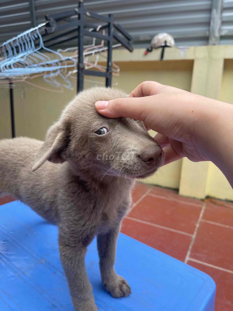 chó bắc hà màu xám hiếm có. Mua bán Chó tại Huyện Thường Tín Hà Nội được đăng bởi Thu Hoài hình 4