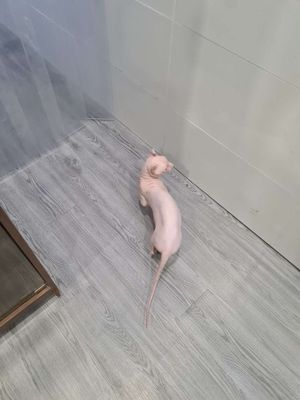 Thanh lí cặp mèo không lông đực cái Sphynx. Mua bán Mèo tại Quận 7 Tp Hồ Chí Minh được đăng bởi Nguyễn Phạm Hoàng Trung