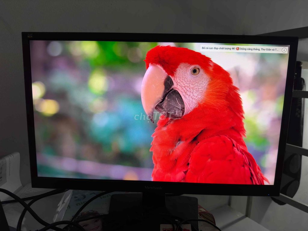 MÀN VIEWSONIC 24" 60hz CHO ANH EM MUA VỀ SỬ DỤNG