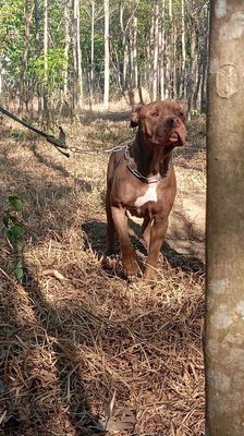 Chó Pitbull đực 2 tuổi