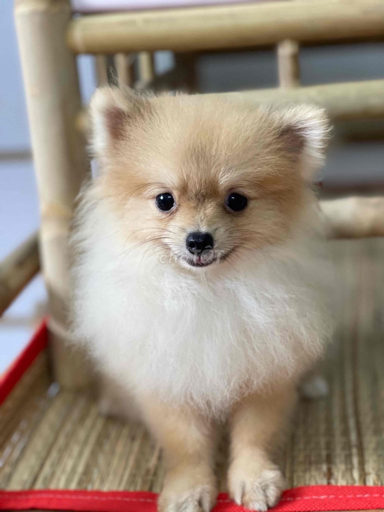 Chó Pomeranian Teacup. Mua bán Chó tại Quận Bình Tân Tp Hồ Chí Minh được đăng bởi Thiên Lam hình 1