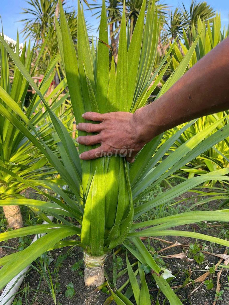 Cây cảnh Phát tài núi Xanh lá Cây to Khỏe mạnh. Mua bán Cây cảnh, đồ trang trí tại Quận Tân Phú Tp Hồ Chí Minh được đăng bởi Anh Hà hình 1