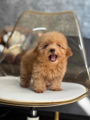 poodle tinycup bé tí xíu ảnh thật chính chủ.. Mua bán Chó tại Quận Tân Bình Tp Hồ Chí Minh được đăng bởi Minh vương hình 1