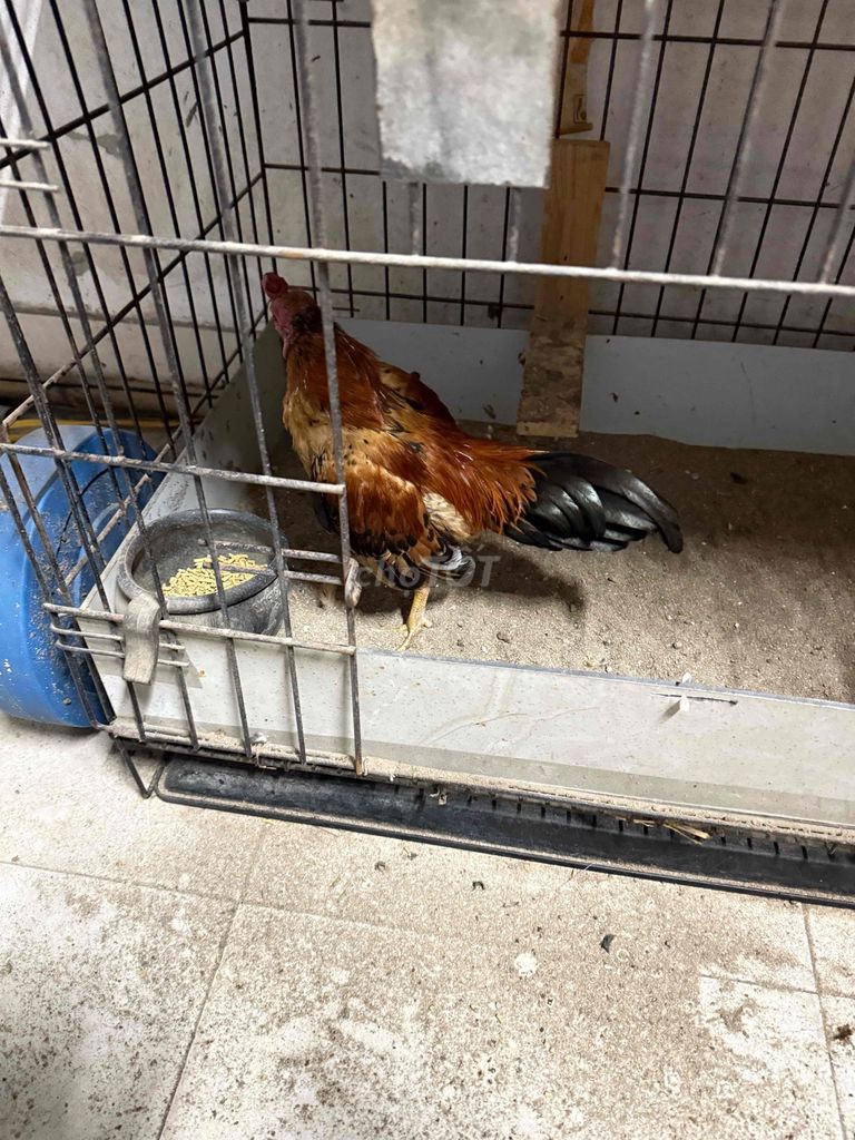 Gà Tre 1 năm tuổi Khỏe mạnh. Mua bán Gà tại Quận Hoàng Mai Hà Nội được đăng bởi Thành Nguyễn hình 1