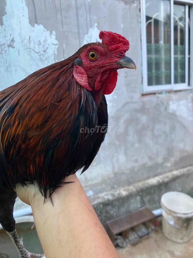 Trạng nhỏ. Mua bán Gà tại Huyện Càng Long Trà Vinh được đăng bởi Nguyễn Ngọc Trân hình 1