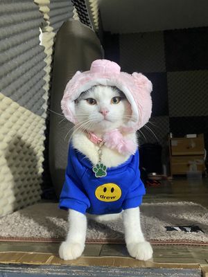 Chuyển nhà nên mình cần tìm chủ mới yêu thương mèo