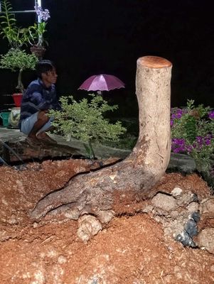 Mai vàng hình thú. Mua bán Cây cảnh, đồ trang trí tại Huyện Tháp Mười Đồng Tháp được đăng bởi Minh Hồ
